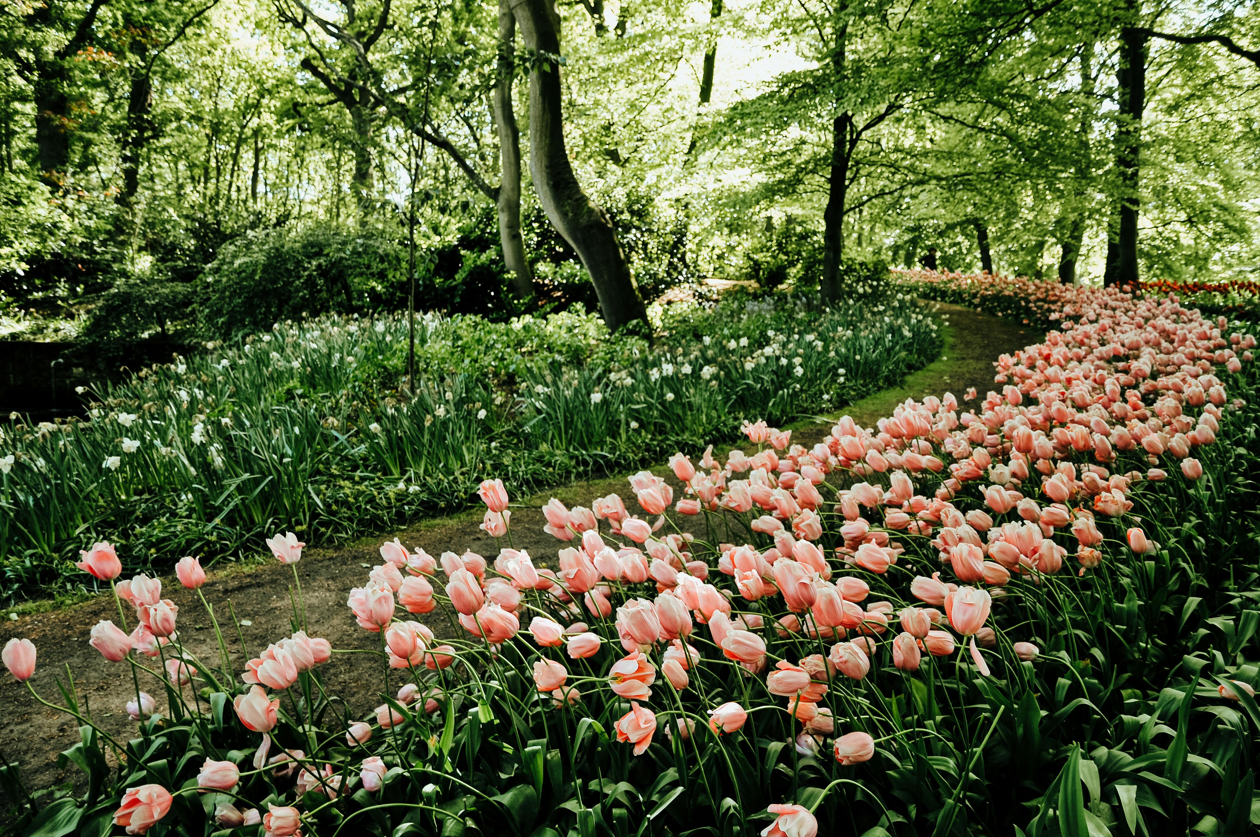 Curving garden path filled with tulips in a wooded park
